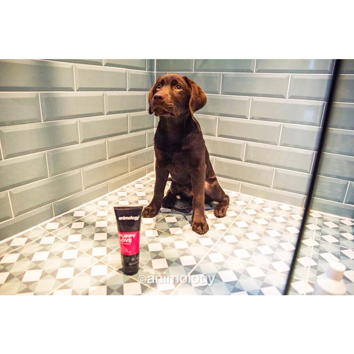Skonsamt valpschampo Puppy Love – Animology - b2c - mera Petfood