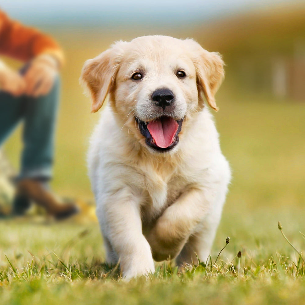 mera essential Junior - mera Petfood