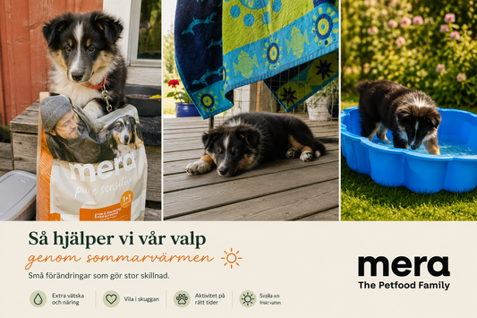 Hund som inte vill äta i värmen? Därför minskar aptiten på sommaren