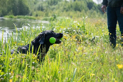 Comets Meteor leksak - Small - b2c - mera Petfood