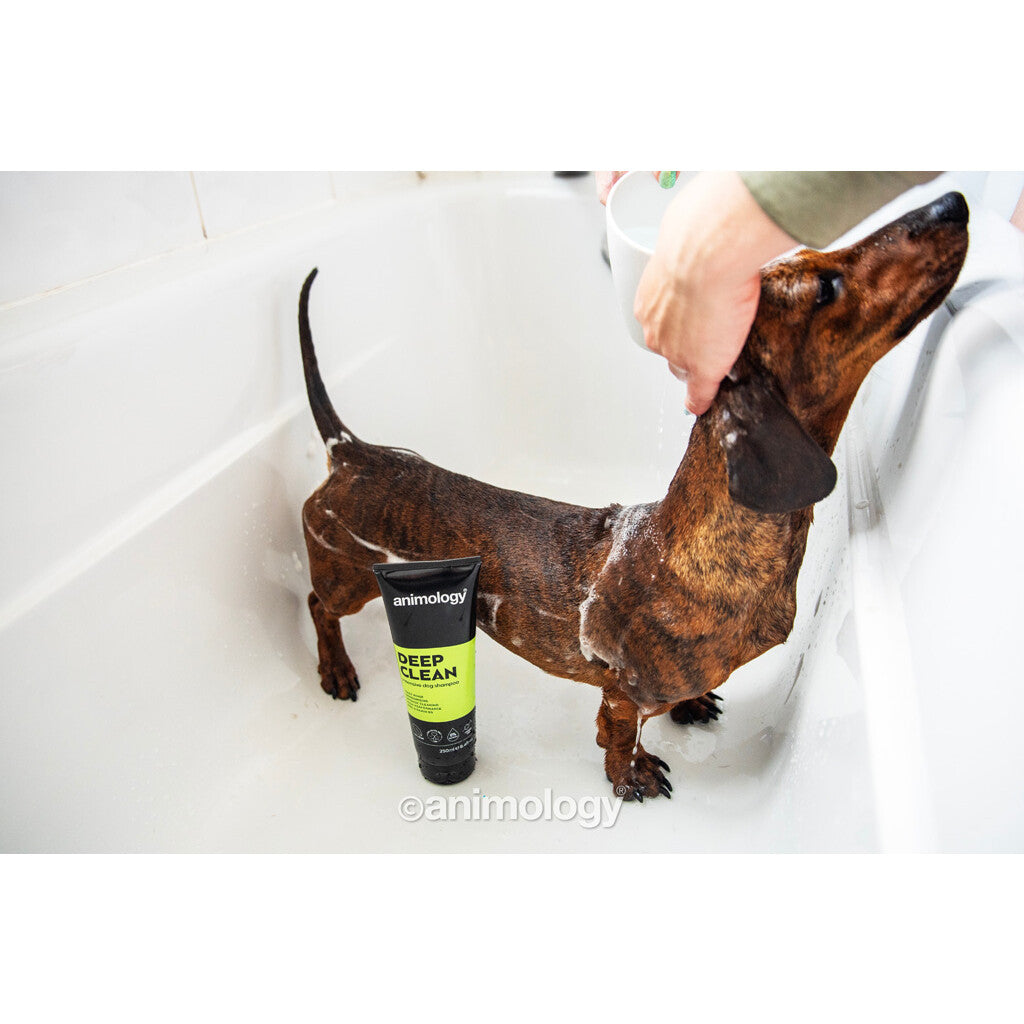Animology Deep Clean – djuprengörande hundschampo - Mera Petfood