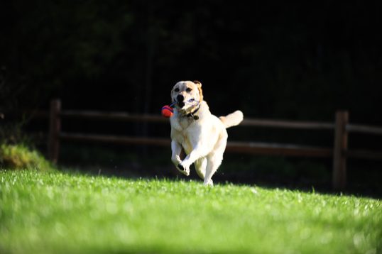 Chuckit Ultra Tug - Chuckit