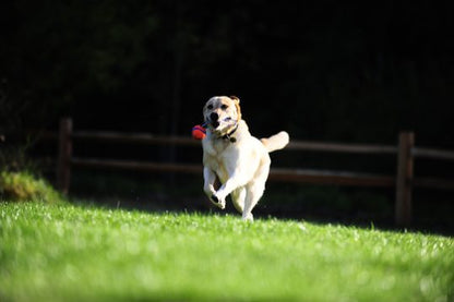 Chuckit Ultra Tug - Chuckit