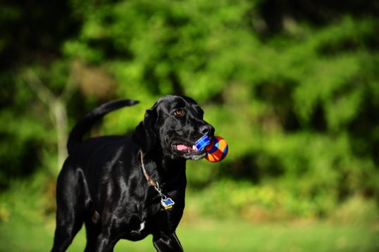 Chuckit Ultra Tug - Chuckit