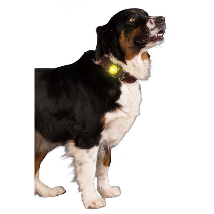 LED - lampa till hundhalsband Nightwalk - b2c - mera Petfood