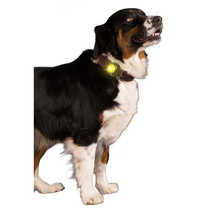 LED - lampa till hundhalsband Nightwalk - b2c - mera Petfood