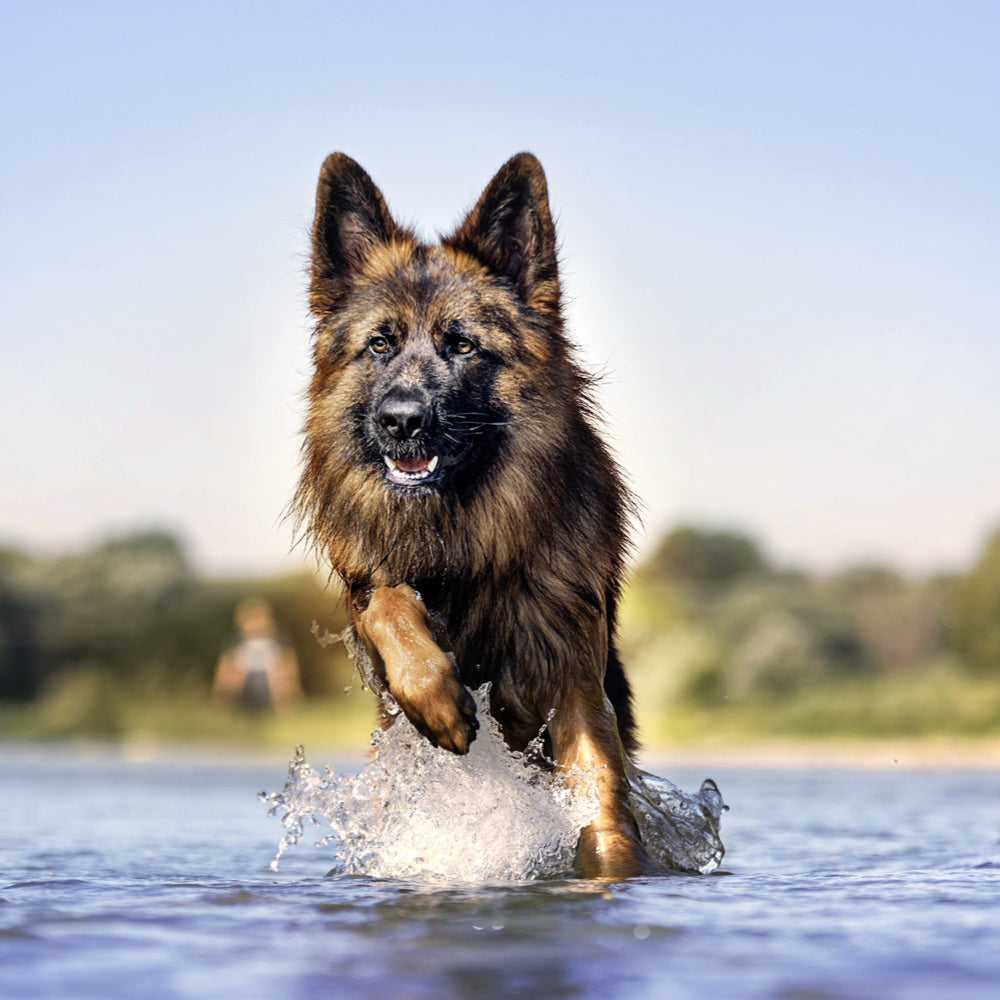 mera essential Active - mera Petfood