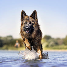 mera essential Active - mera Petfood