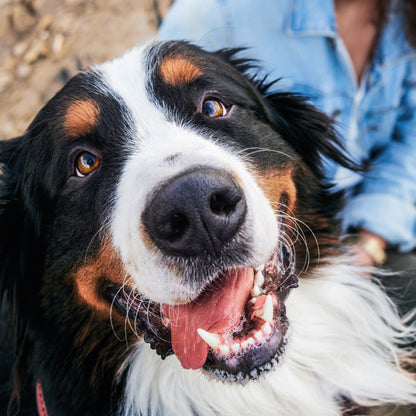 mera essential Brocken - mera Petfood