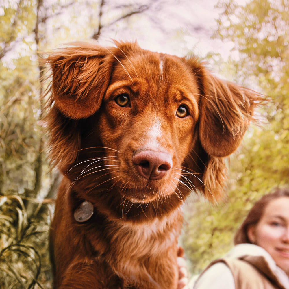 mera essential Chicken - mera Petfood