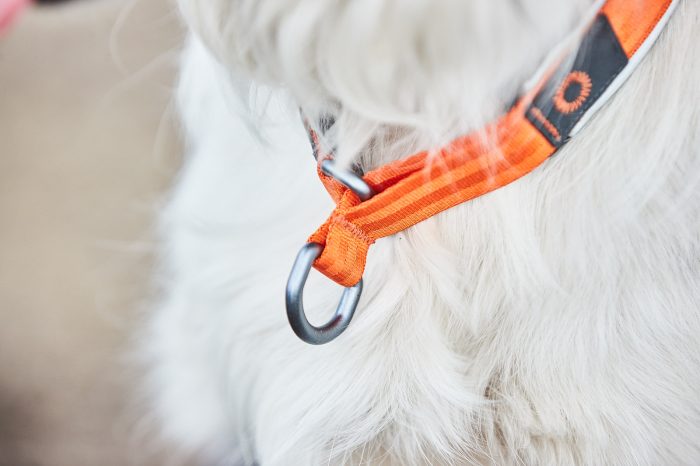 Non - stop Cruise collar halsband - Non - stop dogwear