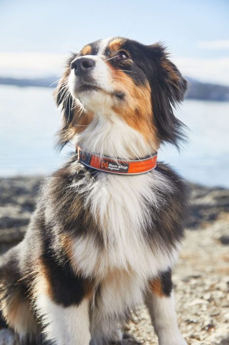 Non - stop Cruise collar halsband - Non - stop dogwear