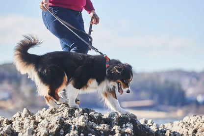 Non - stop Cruise collar halsband - Non - stop dogwear