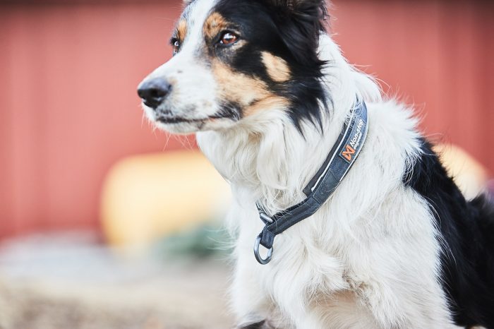 Non - stop Cruise collar halsband - Non - stop dogwear
