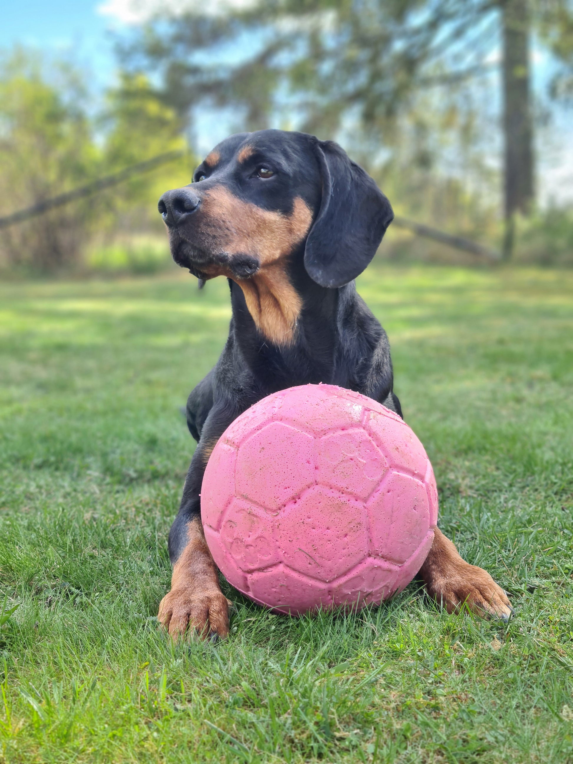 Jolly Soccer Ball fotboll till hund - Jolly Pets