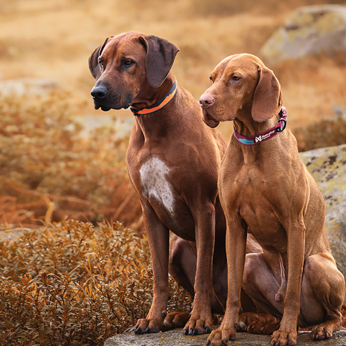Non - stop dogwear Trail quest collar – justerbart hundhalsband med reflex - Non - stop dogwear