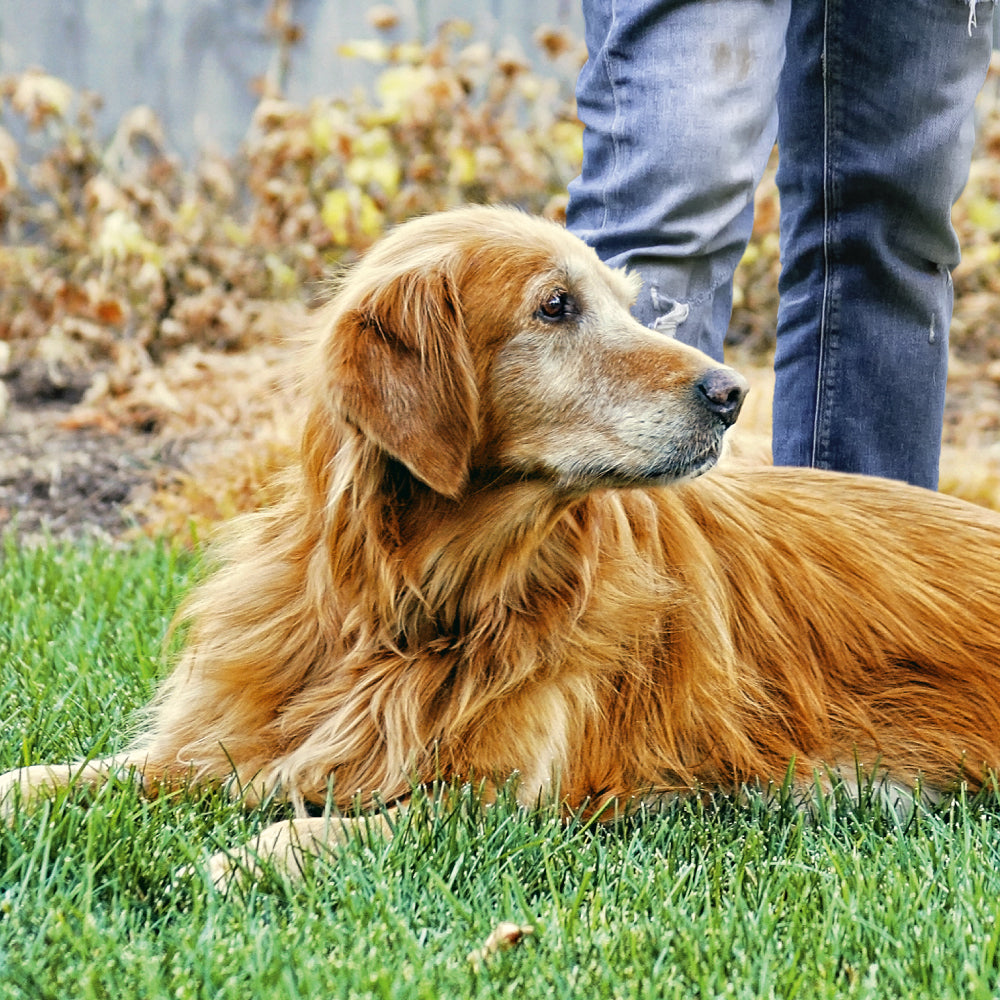 mera essential Senior - mera Petfood