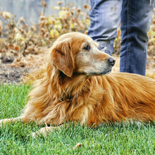 mera essential Senior - mera Petfood