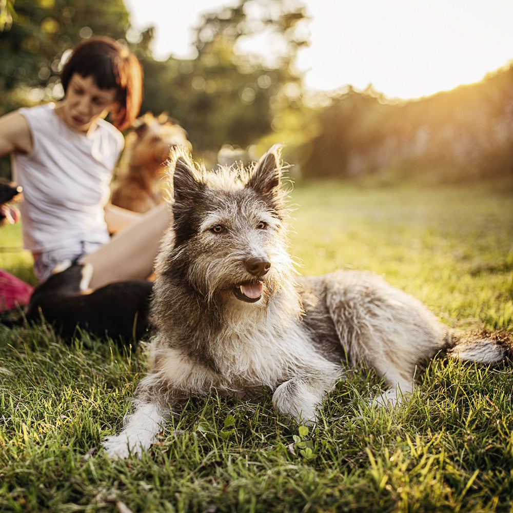 mera essential Soft Brocken - mera Petfood